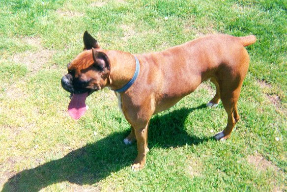 site mascot