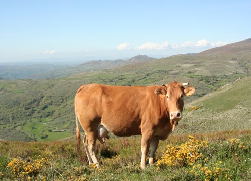 VacaMarela