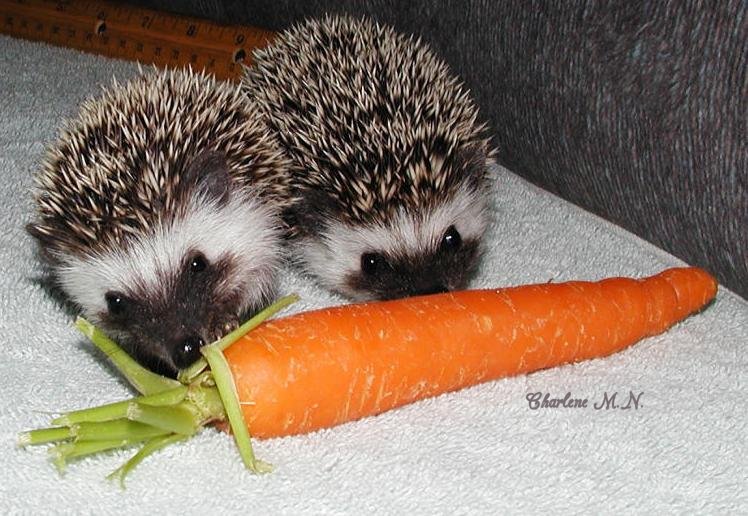 Cuddles and Peanut