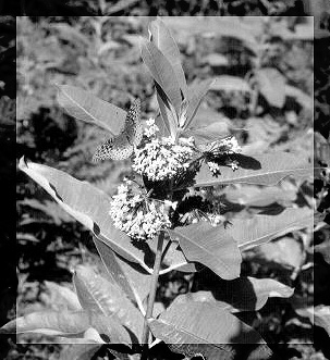 ~*wEeDs&wInGs*~