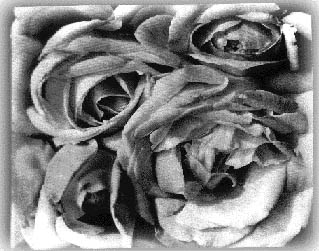 Tina Modotti