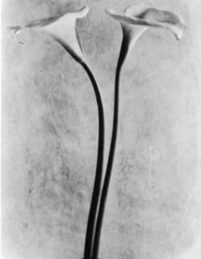 Tina Modotti, Gannets