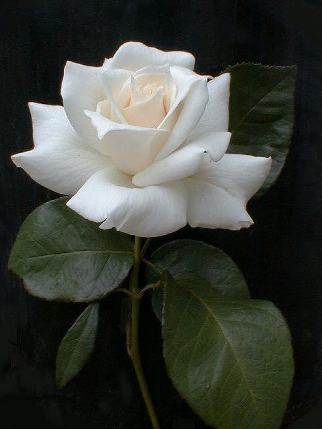 Flower Poem