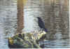 crow.jpg (105389 bytes)