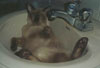 purr_thumb_alfalfahappy.jpg (1976 bytes)