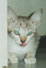 purr_thumb_chaka.jpg (1327 bytes)