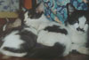 purr_thumb_hitlers_army.jpg (2763 bytes)