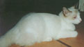 purr_thumb_juju.jpg (2071 bytes)