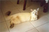 thumb_luke.jpg (1982 bytes)