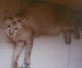 purr_thumb_luke_thin.jpg (1496 bytes)