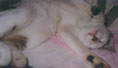purr_thumb_muffin_nap.jpg (2162 bytes)