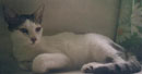 purr_thumb_muffin_poise.jpg (2246 bytes)