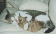 purr_thumb_quasee_carwash.jpg (2798 bytes)