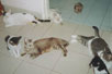 purr_thumb_sizes.jpg (2407 bytes)