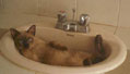 purr_thumb_tubbs_in_sink.jpg (2337 bytes)