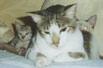 purr_thumb_unstoppable.jpg (2634 bytes)