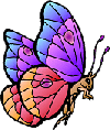 butterfly