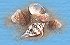 Seashells