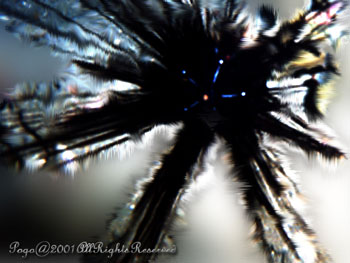 SEAURCHIN.2