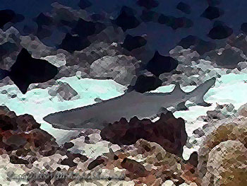 SHARK.1