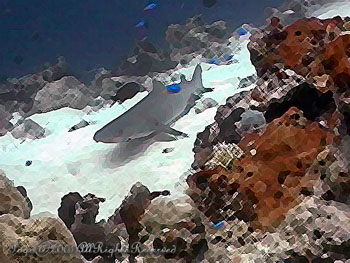 SHARK.2