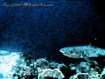 SHARK.3