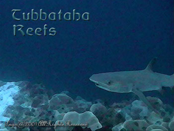 SHARK.UPCLOSE