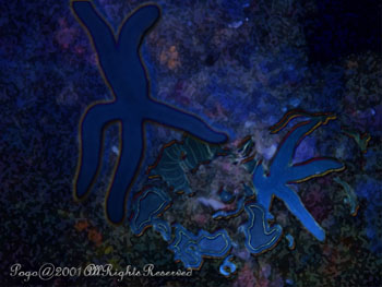 STARFISHES