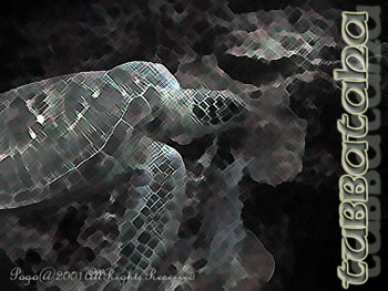 TURTLE.SIDE