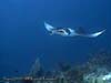 MANTARAY.1