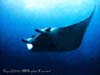 MANTARAY.2
