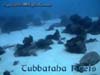 TUBBA.BOTTOM
