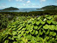 Lelu reef pass.