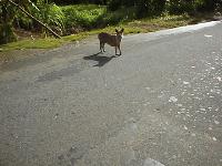 The dog that bites
