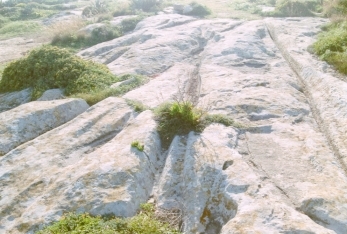 Ta� Cenc Cart-Ruts