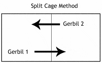 The Split Cage Method: Switch the spots of the two gerbils. Take Gerbil 1 and put it into Gerbil 2's tank; Gerbil 2 goes into Gerbil 1's tank. Later, take Gerbil 2 and put it in Gerbil 1's tank and visa versa.