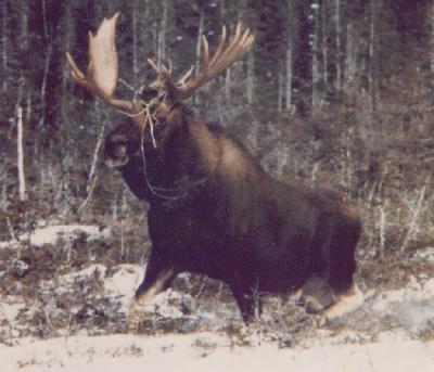/user/moose.jpg