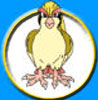 Pok�mon Pidgeot
