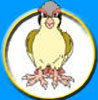 Pok�mon Pidgeotto