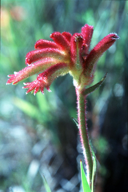 Cat'spaw and Rose