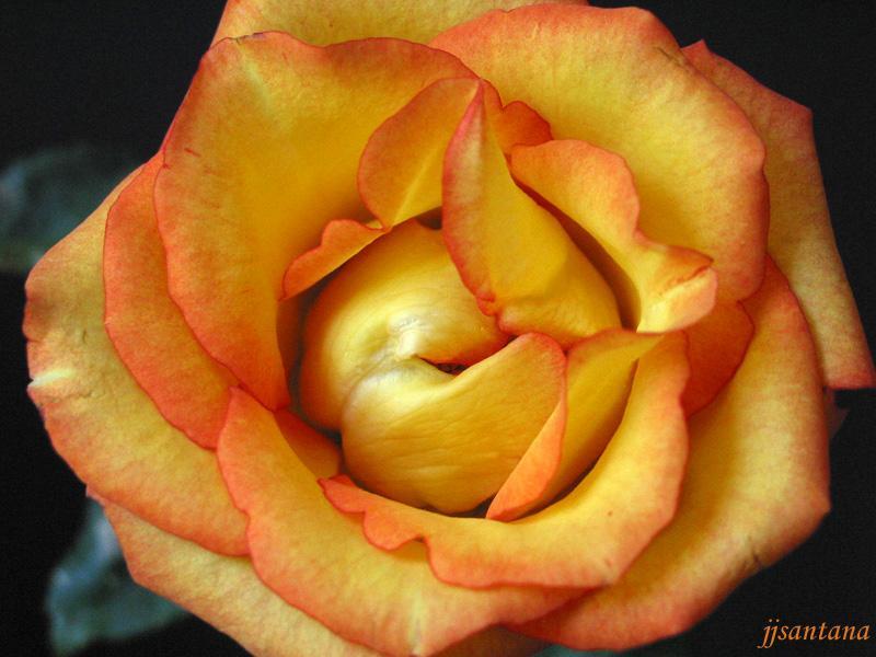 Orange Rose