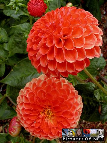Zinia