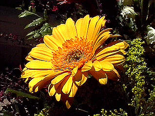 Daisy_yellow
