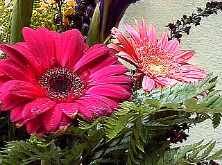 Daisy_Pink
