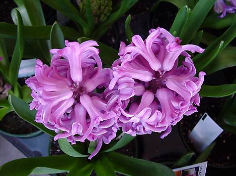 Purple flowers and Red flowers