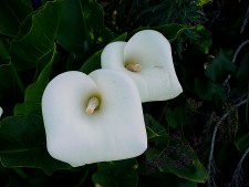 Lillies and Red flower