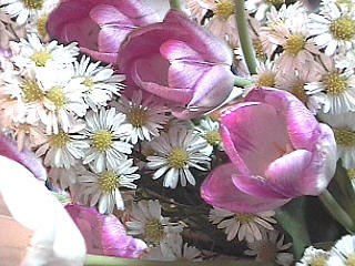 Tulips