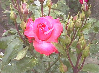 Light Pink Rose