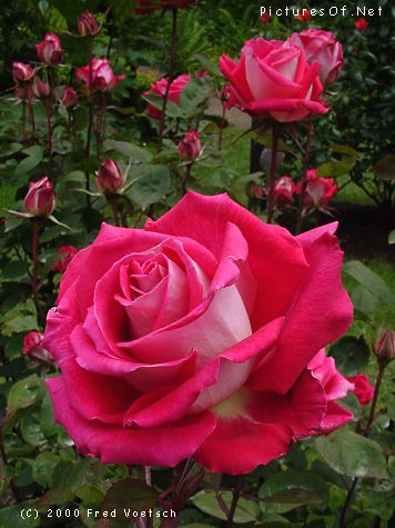  DarkPink Rose
