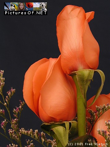 Orange Rose
